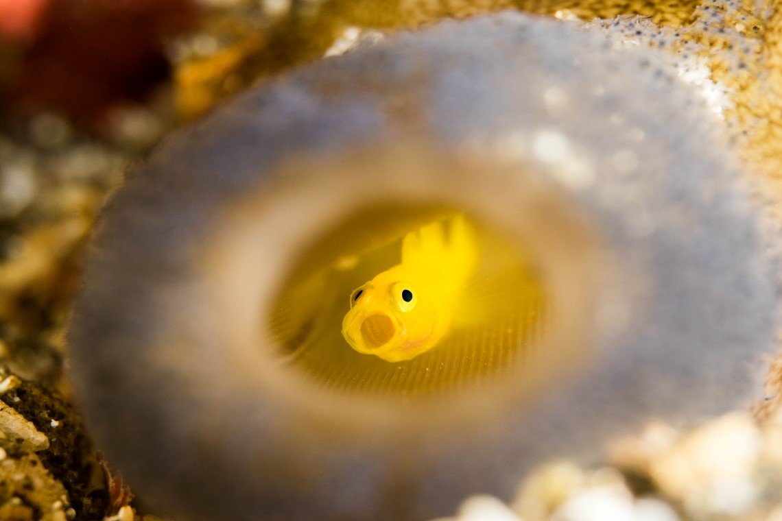 NAD Lembeh Resort - Diving Holidays